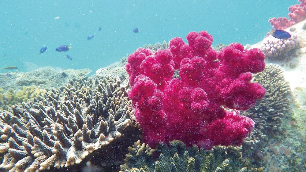 ピンクのサンゴ礁