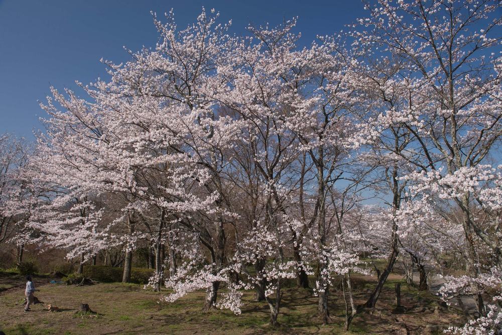 桜が満開の岡城跡