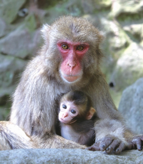 高崎山の母猿と子供