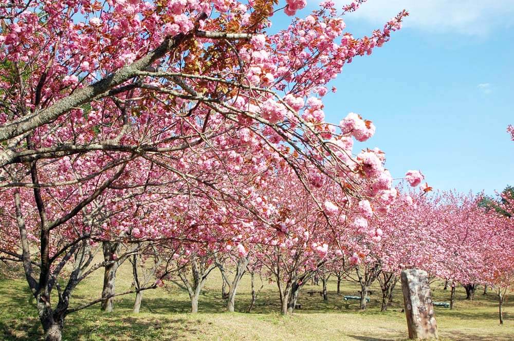 えぼし公園の美しいぼたん桜
