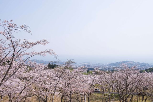 扇山の桜