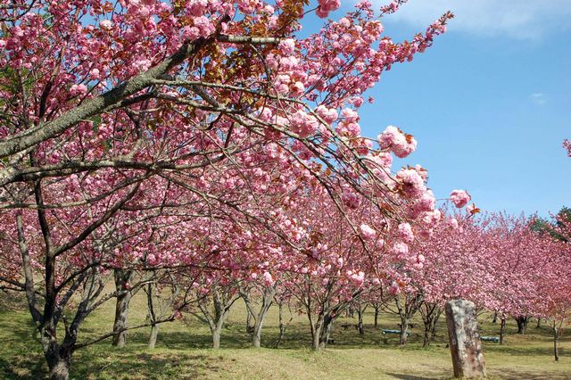 えぼし公園の桜