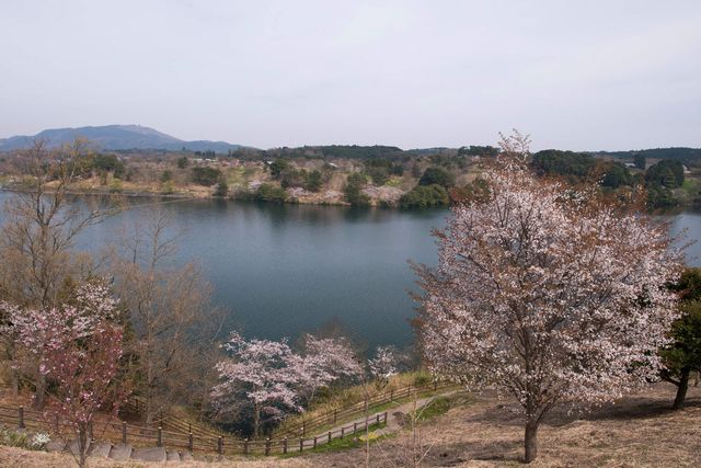 大分農業文化公園の桜