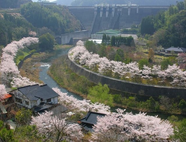 耶馬溪ダム記念公園の桜