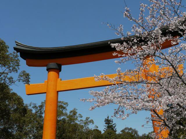 宇佐神宮の桜