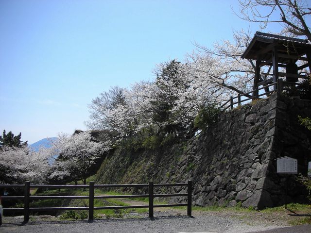 城下公園の桜